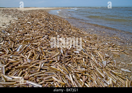 Aangespoelde schelpen van de Amerikaanse zwaardschede op het strand in Kwade Hoek, Voordelta. Banque D'Images