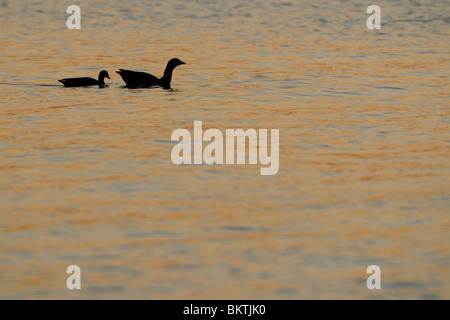 Dans Nijlganzen zwemmend Silhouet paar gouden water van de Rijn van gevolge dix zonsondergang ; Silhouette de deux oies égyptiennes dans l'eau d'or Banque D'Images