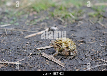 Couple d'accouplement de crapauds sur la route de l'étang Banque D'Images