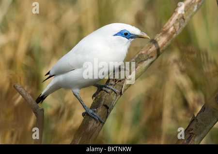 Bali Starling (Leucopsar rothschildi) Banque D'Images