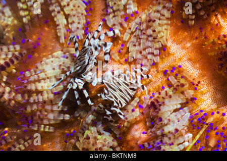 Urchin crab (Zebrida adamsii) sur le feu (Asthonosoma varium oursin). Trouvés en association avec plusieurs espèces d'Urchin. Banque D'Images