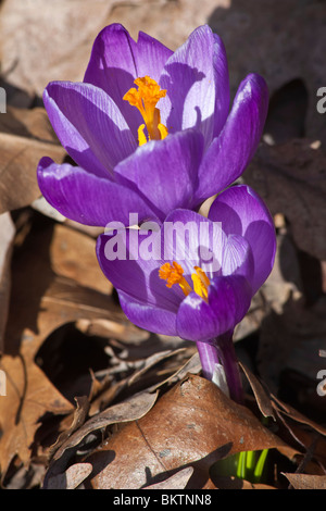 Violet Crocus Chrysanthus fleurs flou fond d'écran fond d'écran plafond téléphone pour fonds d'écran mobiles aucun artistique nature morte couleur une image haute résolution Banque D'Images