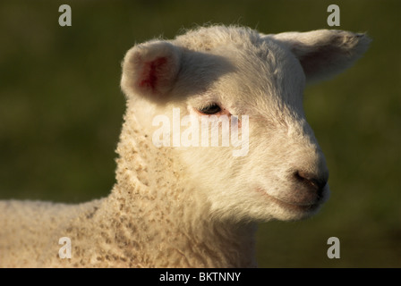 Nouvelle agneau né dans le parc national des South Downs. Banque D'Images