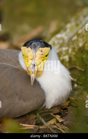 Masked sociable Vanellus miles Banque D'Images