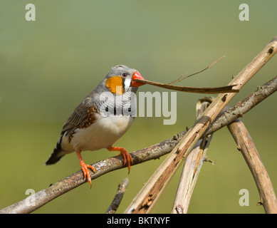 Diamant mandarin mâle avec le matériel du nid en captivité Taenopygia guttata Banque D'Images