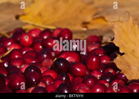 Canneberges rouges avec des feuilles d'automne colorées flou fond flou personne d'au-dessus de la tête inspiré photos environnementales aux États-Unis haute résolution des États-Unis Banque D'Images