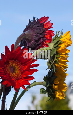 Tournesols rouge et jaune fleurs d'été dans le jardin public angle bas gros plan photos personne verticak haute résolution aux États-Unis Banque D'Images