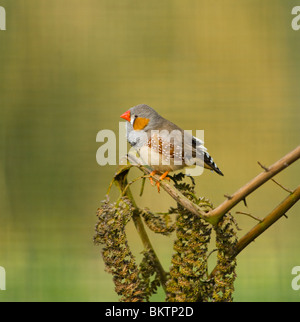 Diamant mandarin mâle captif Taenopygia guttata Banque D'Images