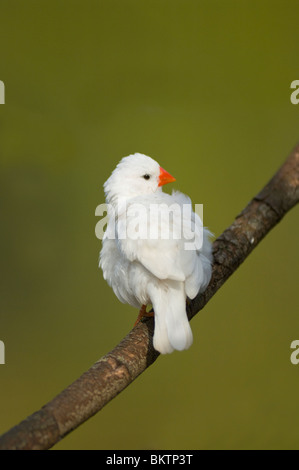 White Zebra Finch captif Taenopygia guttata Banque D'Images
