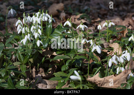 Touffes de gouttes de neige blanches Common Galanthus Nivalis fleurs brouillées arrière-plan flou dans le parc de la ville Ohio USA US au-dessus de personne horizontale haute résolution Banque D'Images