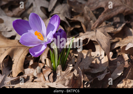 Purple Crocus Chrysanthus belles fleurs de printemps dans le parc public de l'Ohio États-Unis wallflower au-dessus de personne horizontale haute résolution Banque D'Images