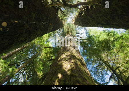 Trois Sœurs, Trio de giant Epicéa de Sitka (Picea sitchensis), Vallée de la Carmanah, île de Vancouver, BC Canada Banque D'Images