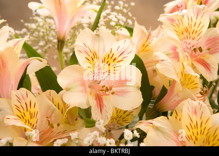 Arrangement de fleurs Iris Banque D'Images