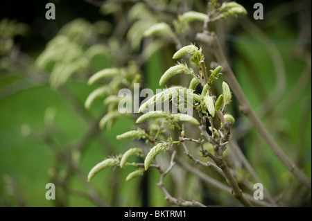 Bourgeons de glycine ou gousses se préparer à fleurir au printemps, UK Banque D'Images