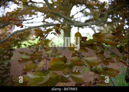 Mauve ou Copper Beech tree, Fagus sylvatica purpurea, à Kew Gardens, Londres UK Banque D'Images