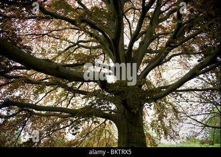 Mauve ou Copper Beech tree, Fagus sylvatica purpurea, à Kew Gardens, Londres UK Banque D'Images