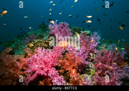 Coral hind (Cephlopholus miniata) en embuscade entre les coraux mous. La mer d'Andaman, en Thaïlande. Banque D'Images
