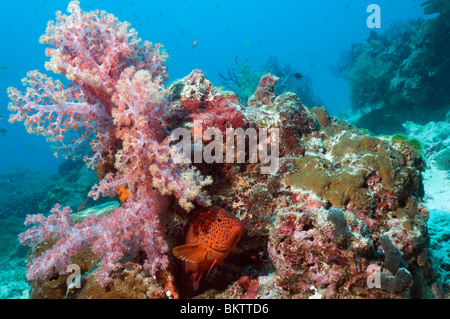 Coral hind (Cephlopholus miniata) en embuscade entre les coraux mous. La mer d'Andaman, en Thaïlande. Banque D'Images