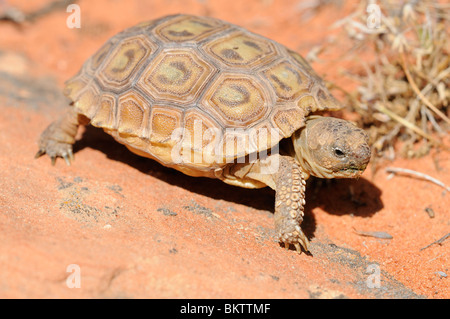 Stock photo d'un bébé tortue du désert de Mojave (Gopherus agassizii) marche à travers slickrock dans le sud de l'Utah. Banque D'Images