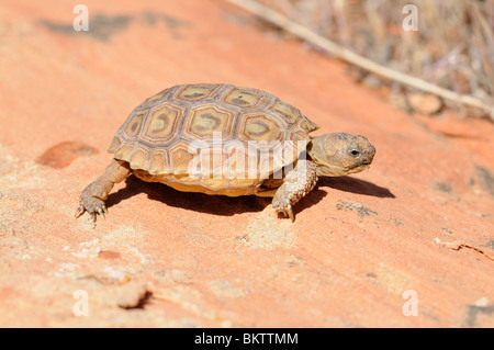 Stock photo d'un bébé tortue du désert de Mojave (Gopherus agassizii) marche à travers slickrock dans le sud de l'Utah. Banque D'Images