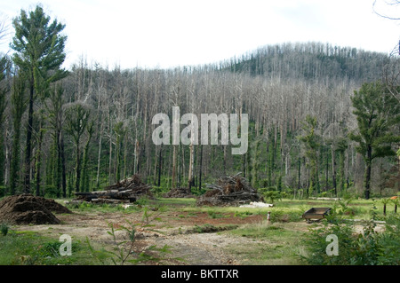 La repousse après 15 mois sur un site d'accueil ravagé par le samedi noir (février 2009) brousse à Marysville, Victoria Banque D'Images