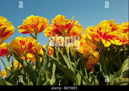 Tulipes jaunes et rouges en néerlandais champ de fleur Banque D'Images
