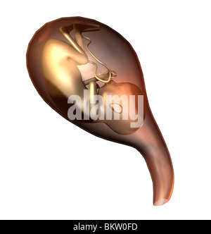 Foetus Dans der Gebärmutter / foetus dans l'utérus Banque D'Images