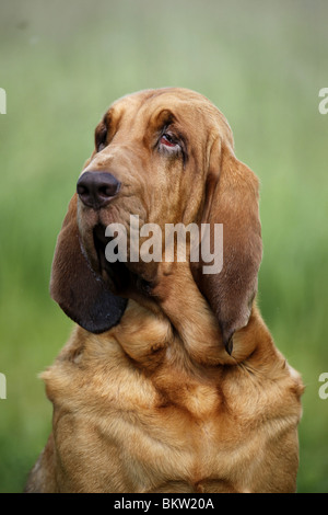 Bluthund Portrait / Portrait Bloodhound Banque D'Images