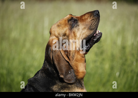 Bluthund Portrait / Portrait Bloodhound Banque D'Images