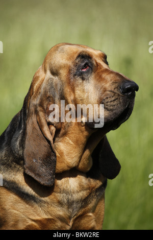 Bluthund Portrait / Portrait Bloodhound Banque D'Images