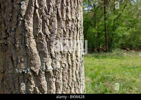 Écorce de chêne, Quercus robur Banque D'Images