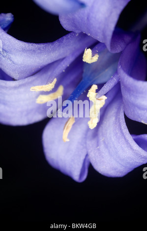 Extreme close up de la fleur de la bluebell Hyacinthoides hispanica espagnol Banque D'Images