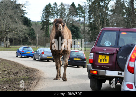Un grand chameau se déplace autour de la voiture dans un parc safari, Ecosse Banque D'Images