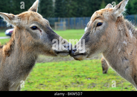 'Cerf' embrasser dans un parc safari Blair Drummond, Ecosse, Banque D'Images