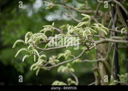 Bourgeons de glycine ou gousses se préparer à fleurir au printemps, UK Banque D'Images