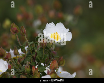 Ciste à feuilles de sauge est un buisson avec des fleurs blanches. Il pousse sur des sols pauvres en éléments nutritifs, p. ex. sur les rochers et les pelouses sèches. C'est commun dans la région méditerranéenne. Banque D'Images