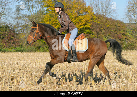 Jeune femme équitation sur cheval Cob gallois Banque D'Images