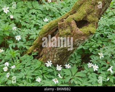 Les anémones de bois sur le plancher à Aysgarth, Yorkshire du Nord Banque D'Images