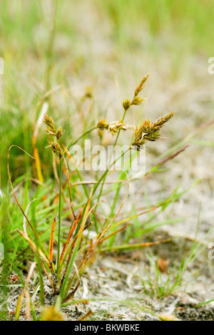 Van Bloeiwijze Zandzegge. Oponame Macro, van opzij. Banque D'Images