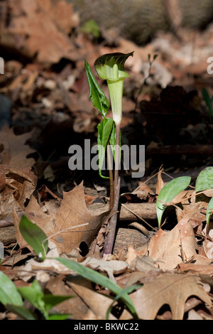 Prêcheur Arisaema triphyllum en fleur, printemps E United States Banque D'Images