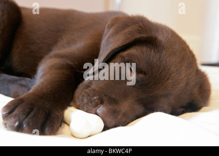 Labrador Retriever dog puppy bone couchage Banque D'Images