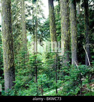 Drapé d'arbres le long de la mousse dans le sentier monogramme Hoh Rain Forest ; Olympic National Park, Washington, USA Banque D'Images