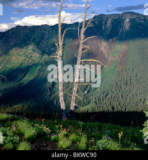 North Cascades National Park, Pasayten Wilderness ; avis de Devil's backbone et le Pacific Crest Trail, Washington, USA Banque D'Images