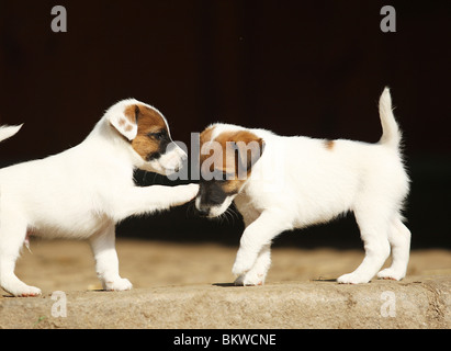 Chien Fox Terrier lisse deux chiots jouant Banque D'Images