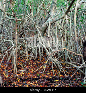 Racines d'un palétuvier rouge, Ding Darling National Wildlife Refuge, Sannibel Island, Florida, USA Banque D'Images