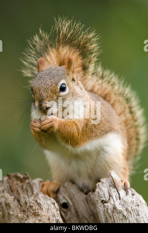 L'Est de l'Écureuil rouge de manger des graines de pin ou Tamiasciurus hudsonicus Sciurus E Amérique du Nord Banque D'Images