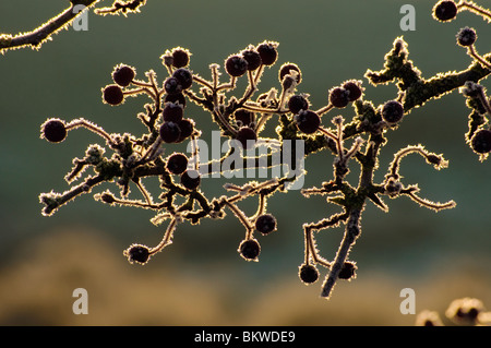 Givre sur les branches avec des baies d'aubépine, près de Garstang, Lancashire, Angleterre Banque D'Images