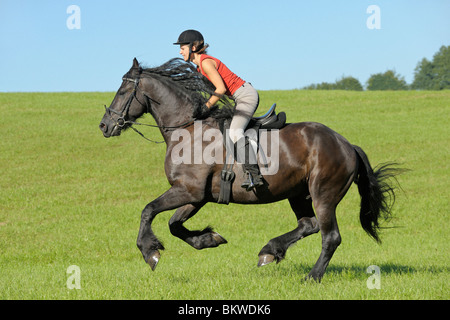 Jeune femme équitation sur cheval Frison Banque D'Images