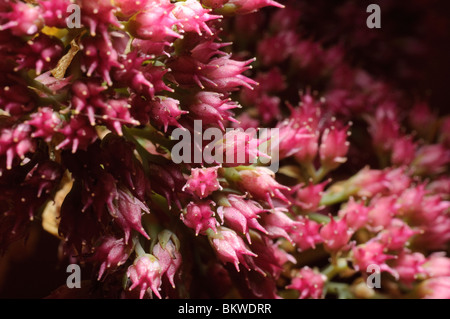 Close up detail de fleurs de sedum (usines à glace Sedum spectabile) Banque D'Images