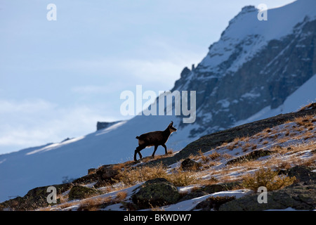 Chamois Chamois Rupicapra rupicapra / marche buck Banque D'Images